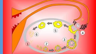 Cykl menstruacyjny SP