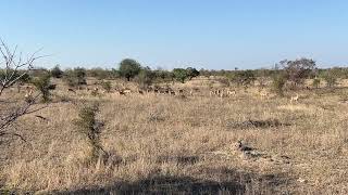 Impala at the Kruger National Park: they are making a warning