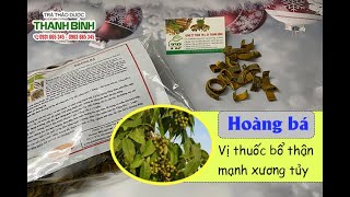 Hoàng Bá | Địa chỉ bán hoàng bá uy tín chất lượng nhất