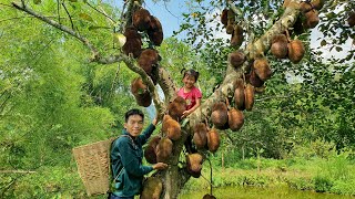 Picking jackfruit to bring to the market to sell & Cook every day | Triệu Văn Tính