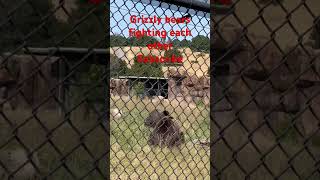 Grizzly bears fight #abhiarun #tamilvlog #shortsfeed #usa #grizzlybears #shorts