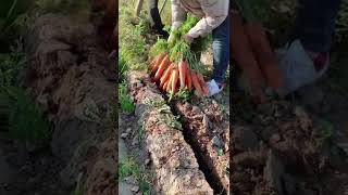 Watch me a satisfaying videos of agriculture growing fruit, vegetable, carrot, corn, onion etc 23