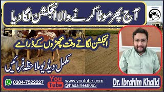 Janwaron ko injection kis tarah lagaein | how to inject injection Cattle farming | HA DAIRIES