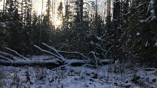 Едем в лес, очень большая лужа