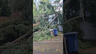 Wind damage in Issaquah