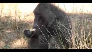 Safari!: 5 Baboon Facts You Should Know