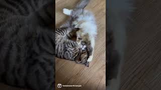 Bengal Cat loves Persian Cat