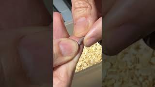 Popping a Baby Corn Snake - Female (my method)