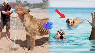 Hero Animals 🐕 VS Hero Humans 🧍🏻| Who's gonna win ?