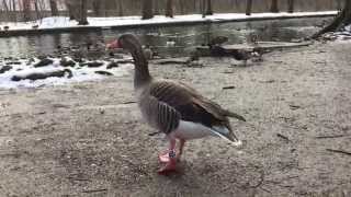 Geese at the Nymphenburg Palace