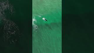 Dolphin zoomies #partytime #freeandwild #dolphins #dolphin #sandiego #california #drone #ocean #sea