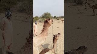 Camel meeting