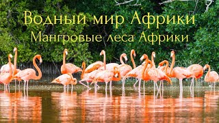 Водный мир Африки.Мангровые леса Африки.