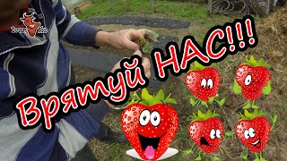 🍓Пересаджую (рятую) полуницю.🍓 ☝#ІванКо,#IvanKo,#ІванКомпані,#Ivan&Kompany,#Iван&Компанія