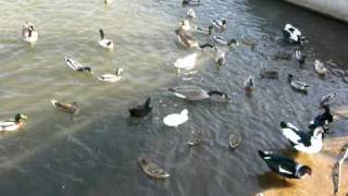 Feeding Ducks and Geese