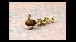 funny Ducks