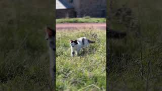 Our cat goes on walks with us now 😍 #babyanimals #mountains #kitten #cat #nature