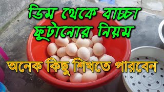 ডিম থেকে বাচ্চা ফুটানো, ডিম জীবাণুমুক্ত করা, ডিমে মার্ক করা, ডিম বসানো, সবকিছু বিস্তারিত দেখুন।