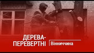 ДЕРЕВА-ПЕРЕВЕРТНІ. Як Вінницькі комунальники спотворюють та калічать дерева у місті?