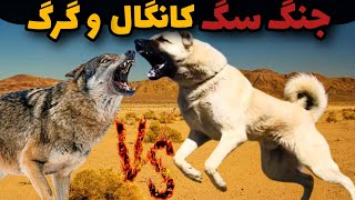 رقابت خشن سگ کانگال دربرابر گرگ‌‌ وحشی😱|سگ کانگال میتونه گرگ رو‌ شکست بده؟؟!؟