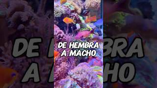 Cambio de Sexo ♂ 🔀 ♀️ 🐠 #pecera #peces #acuario