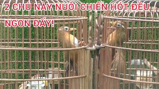 HAI EM MỘC DỞ NÀY NUÔI CHIẾN HAY HÓT ĐỀU RẤT NGON... #0374961666 #lyhaichim