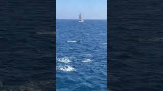 DOLPHINS! #dolphin #catalina #boat #catalinaisland