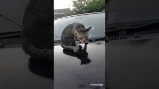 ASIKNYA KUCING DI ATAS MOBIL