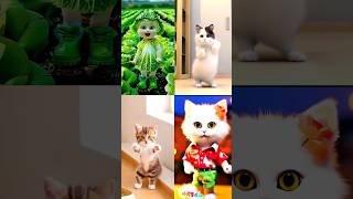 So sweet cats dance 😂 patli kamar bole hay💥😻 #cat #dance #youtubeshorts