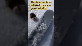 how do snow Marmots get angry