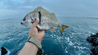 Pesca y Liberación de Sargos /calicos bass y otros en las rockas redondo beach