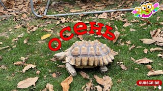 The turtle asked to go outside, so I had to let her out.Черепаха попросилась на улицу.