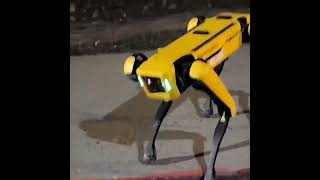 Robot Dog Patrol