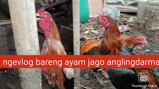 review  ayam jago tua wiring kuning