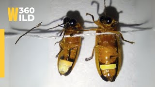 Light Producing Viral Insects with Big Eyes 👀 Waaww 🤯 || WILD360