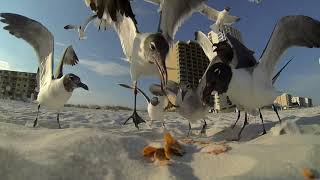 Seagulls eating Nacho Cheese Doritos Gulf Shores, AL GoPro