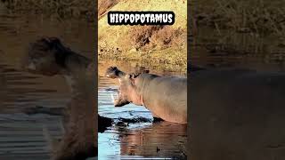 Hippopotamus #shorts #viral #trending