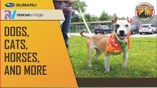 Rescue Village: Dogs, Cats, Horses, and More 15