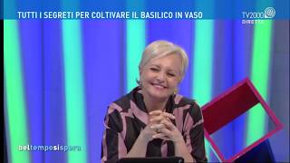 Fabio Masotta - Tv2000 a Bel Tempo Si Spera. Il Basilico in Vaso.