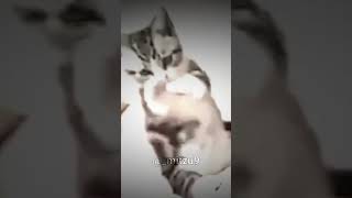 kumfu kucing #fypシ゚viral