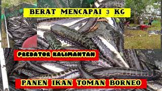 panen ikan toman predator #ikanpredatorairtawar