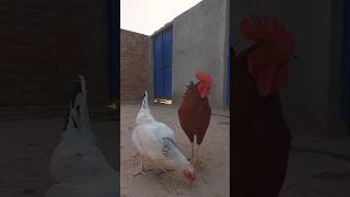 My beautiful 😍 birds 🐦 #mahbooobtv #birdlovers #viralvideo #shortsfeed #shortvideo #shortsviral