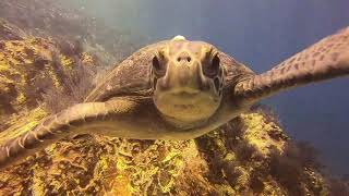 Sea Lions & Turtles, Amazing Scuba Dive!