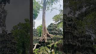 Ta Prohm Temple #cambodiantemple #taprohm  #siemreaptemples