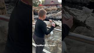 Feeding Sea Lions @SeaWorld