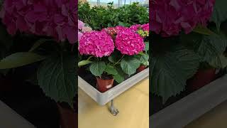 🌺 VIVEROS LLABRÉS - MANACOR - CENTRO DE JARDINERÍA #jardin #jardinería #jardineriayplantas #huerto