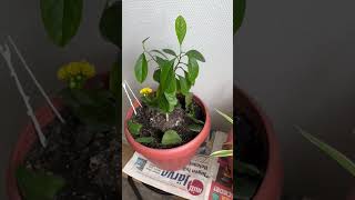 My Indoor plants and herbs// Sweden//Window sill, Floating self or Table Table top plants