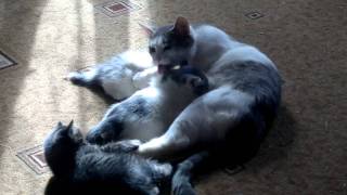 кошка играет с котятами cat plays with kittens