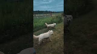 White Swiss Shepherd dogs off to haul hay with me😁