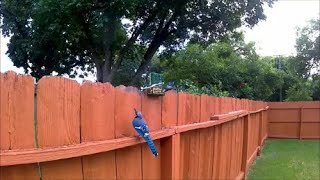 Blue Jay feeding footage.